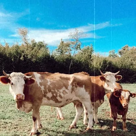 Vakantieboerderij Near Porec